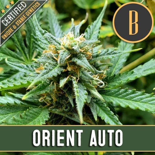 a close up of a plant with the words orient auto