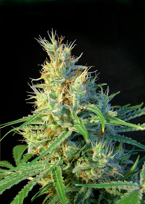 Psicodelicia - Feminized