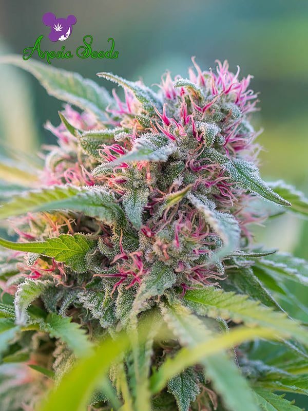 a close up of a plant with a blurry background