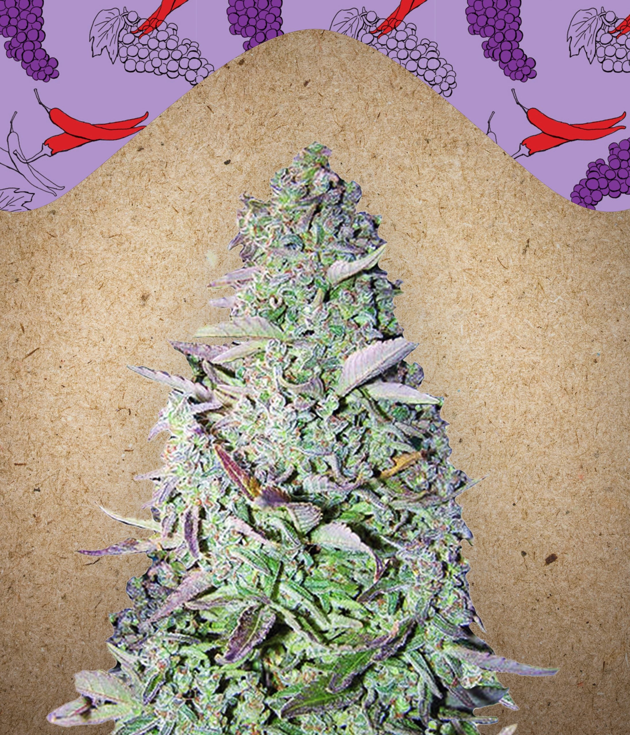 a purple christmas tree made out of marijuana