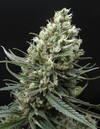 a close up of a plant on a black background
