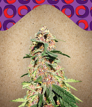 a picture of a marijuana plant in front of a colorful background