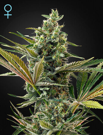 a marijuana plant with a black background