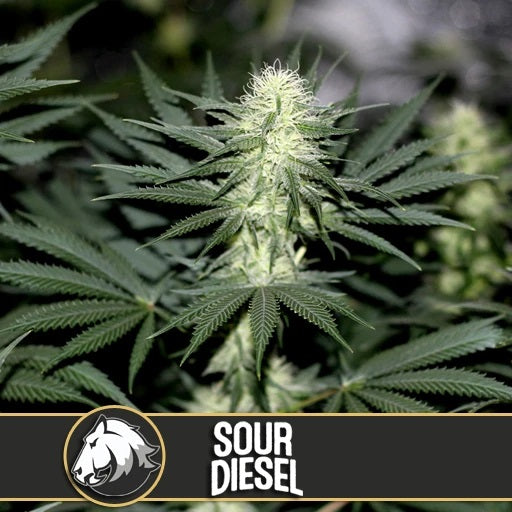 a close up of a plant with the words sour diesel on it