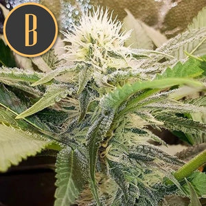 a close up of a plant with a black b on it