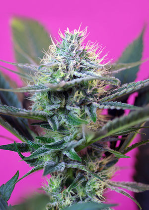 a close up of a Sweet seeds Speed Auto plant on a pink background