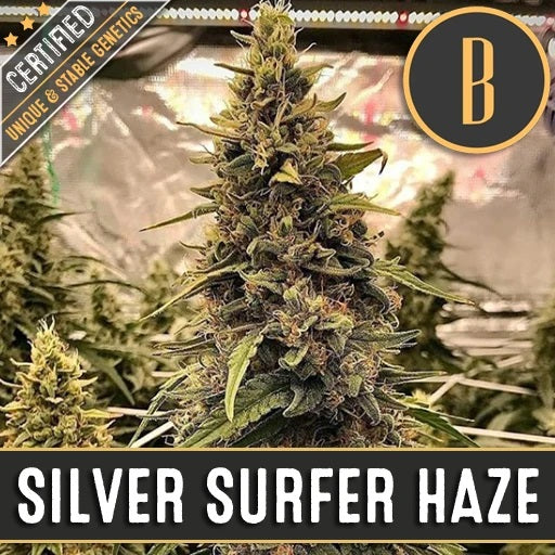 a picture of silver surfer haze