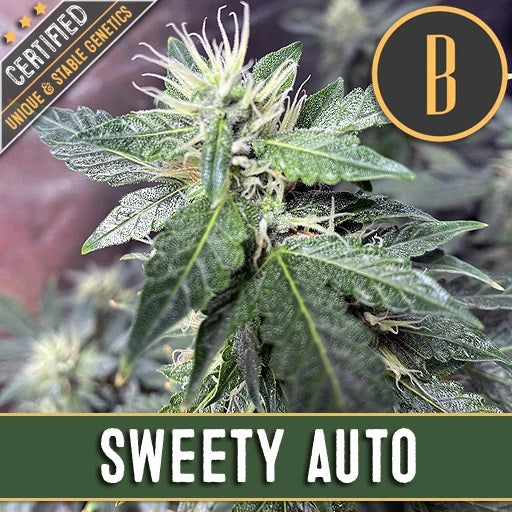 a marijuana plant with the words sweet auto on it