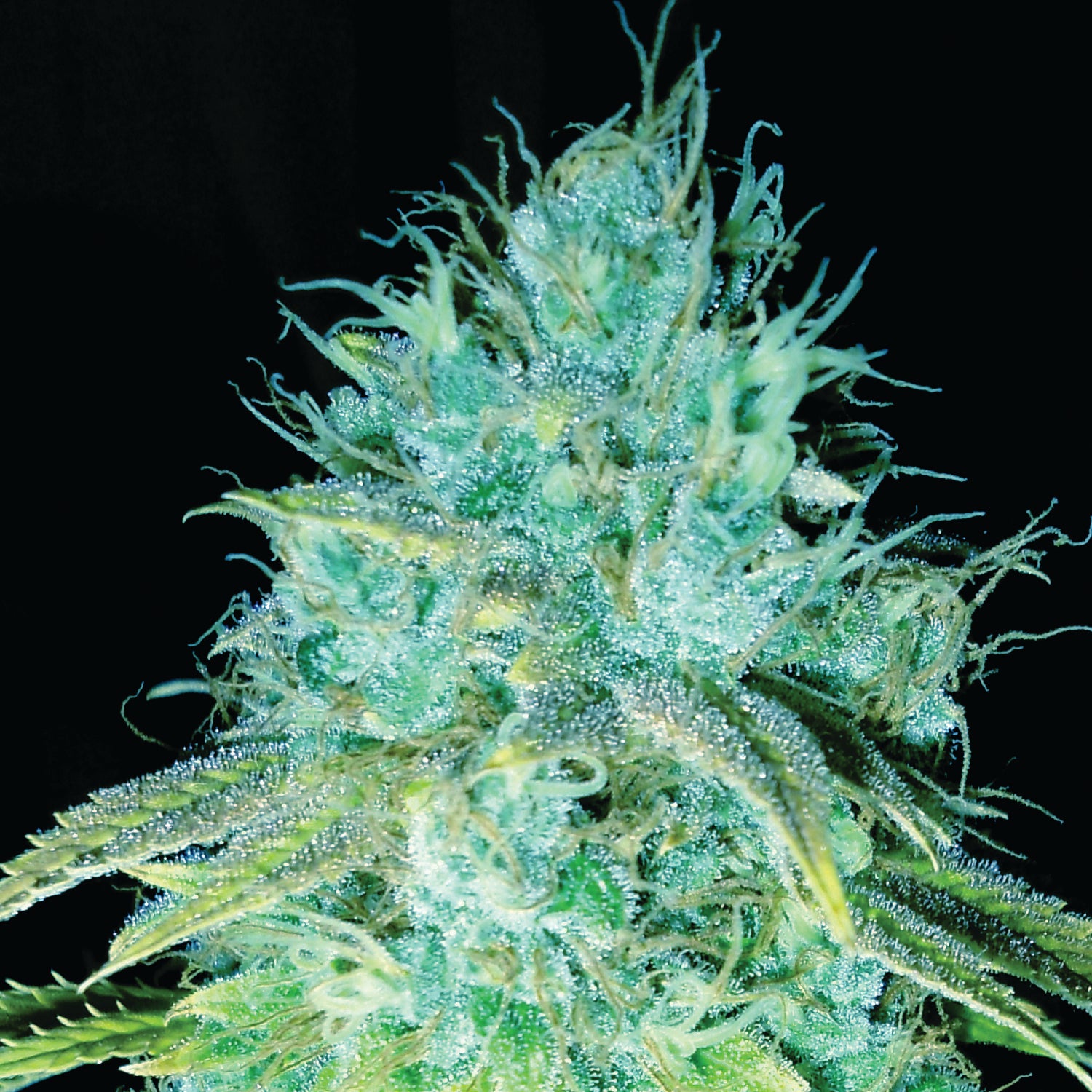 Sour Puss- feminised seeds