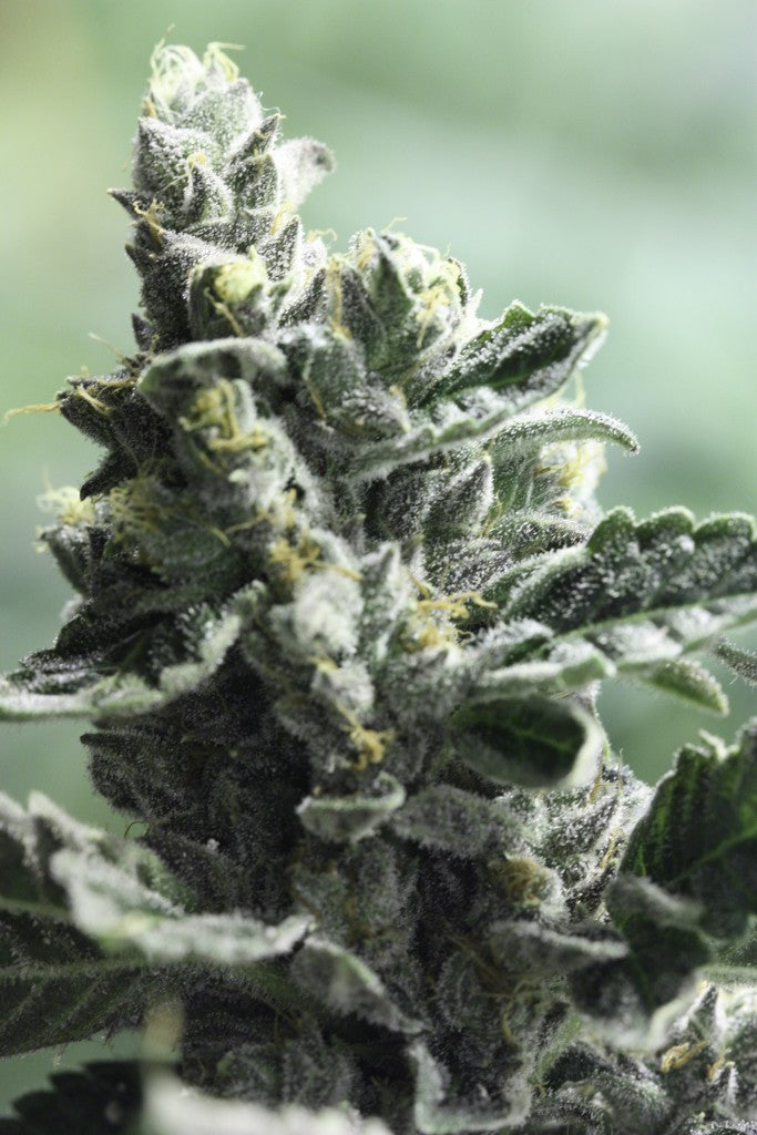 Strawberry Sour Diesel - Feminised Seeds