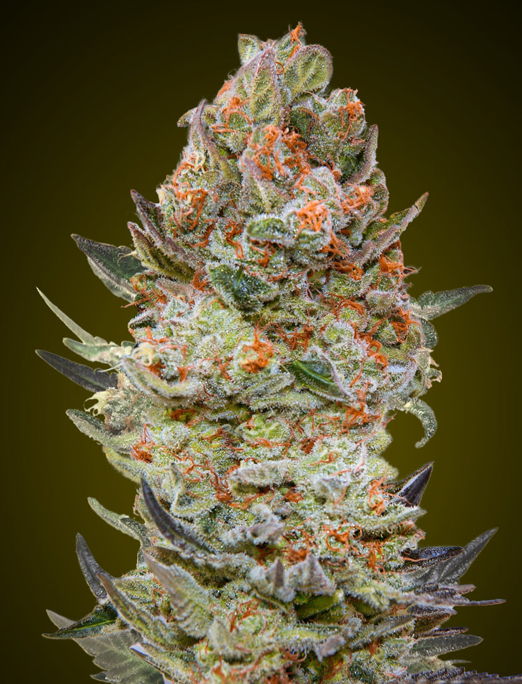 a close up of a marijuana plant