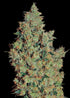 Runtz Muffin Official image cannabis seeds feminized uk Seed Bank pickandmixseeds.com