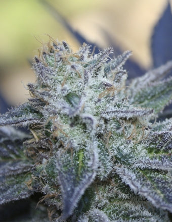 a close up of a plant with frost on it