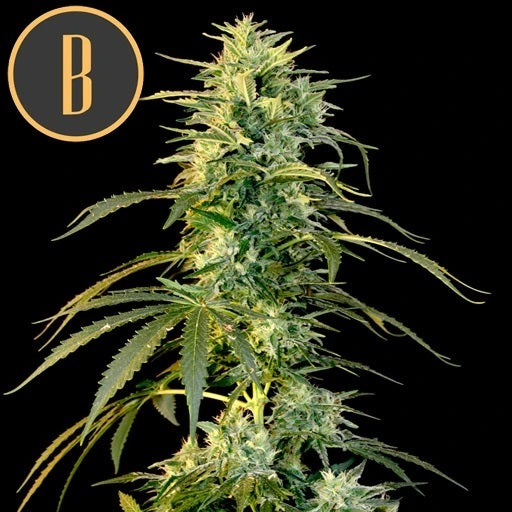 a marijuana plant with the letter b on it