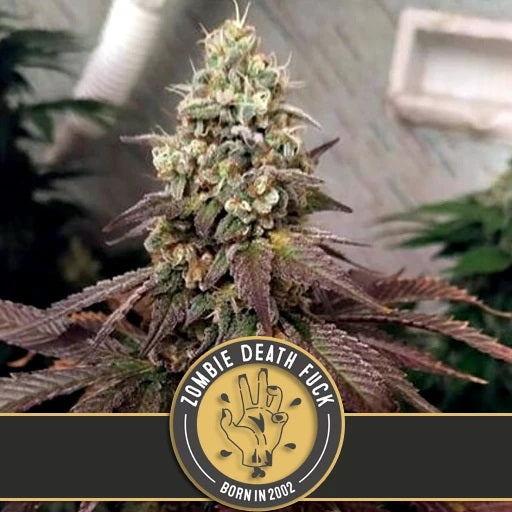 a close up of a marijuana plant in a greenhouse