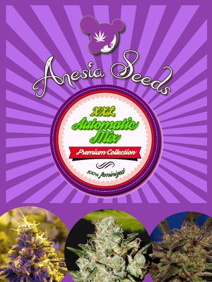 an advertisement for a marijuana plant with a purple background