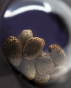 a close up of nuts in a glass bowl