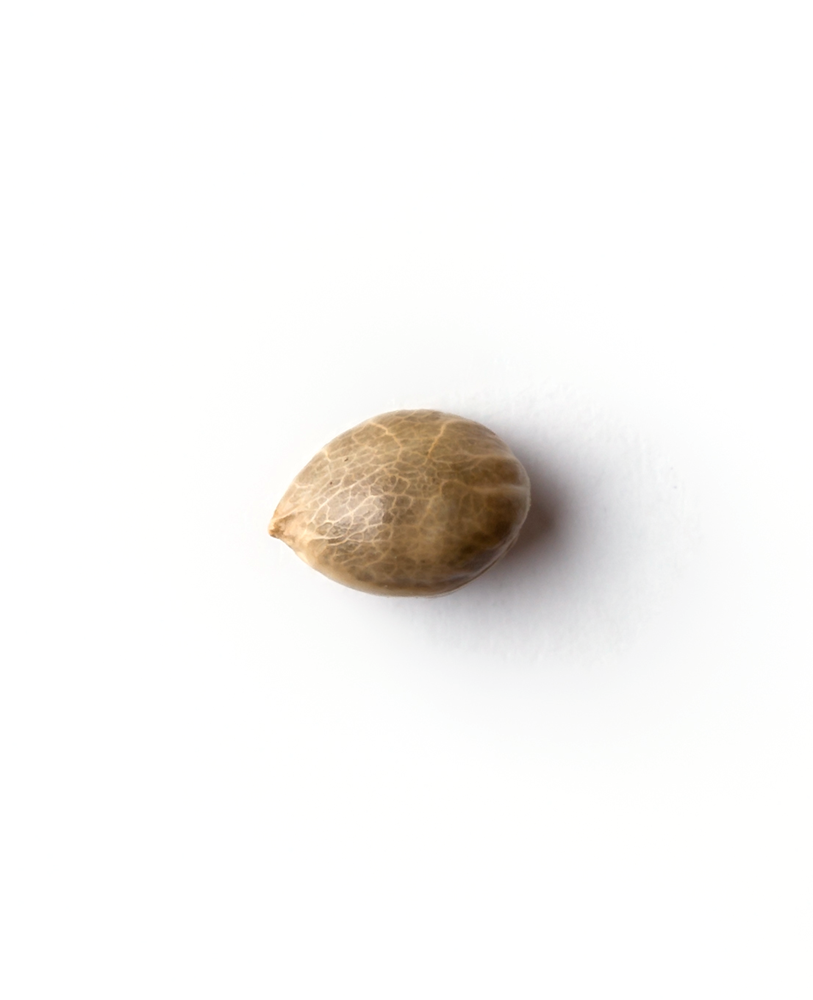 a single nut on a white background
