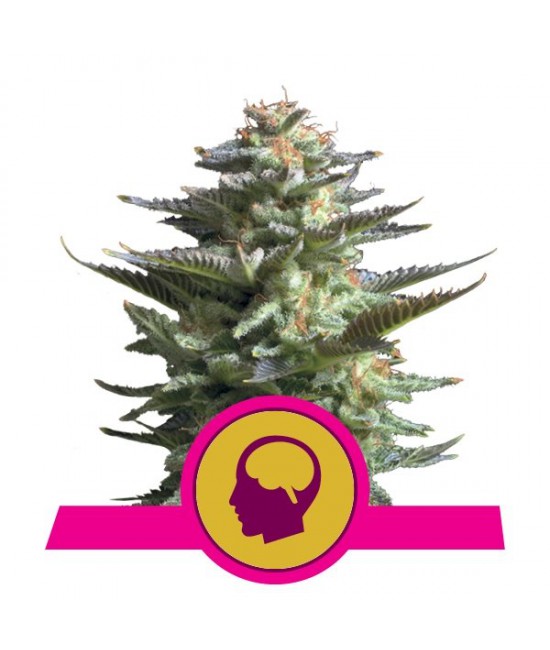 a cannabis plant with a pink ribbon around it