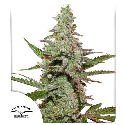 main bud, official image dutch passion
