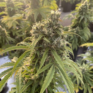 a large marijuana plant in a greenhouse
