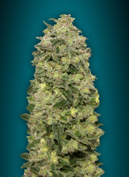 a close up of a marijuana plant on a blue background