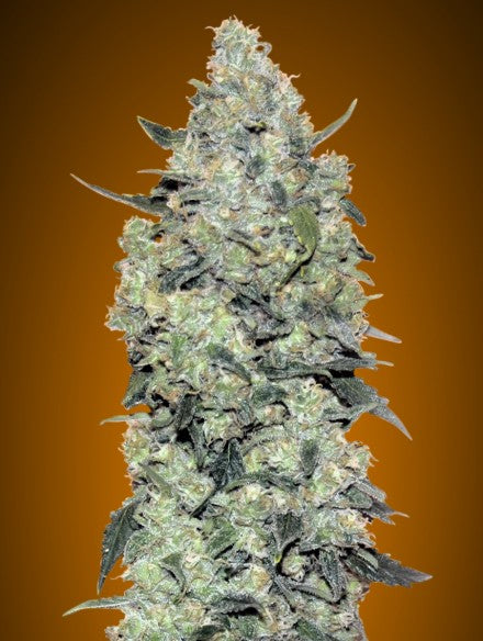 a white marijuana plant on a brown background