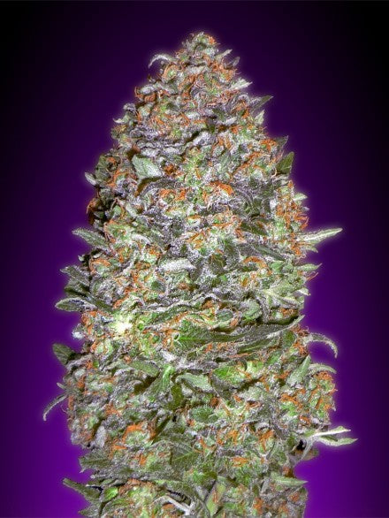 a close up of a marijuana plant on a purple background