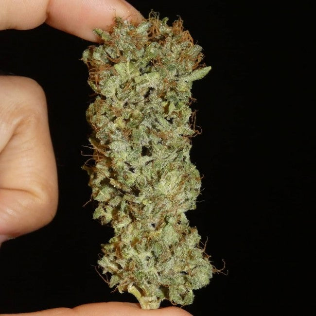 a person holding a weed in their hand