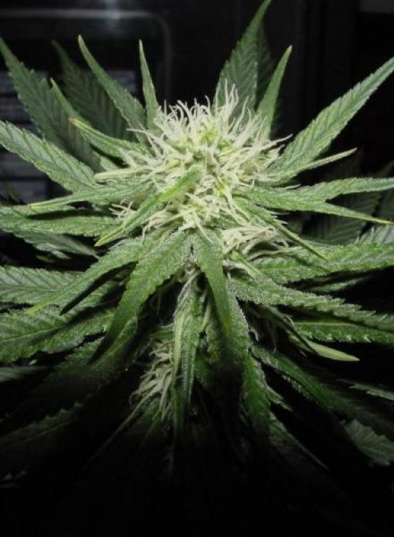 a close up of a marijuana plant in a dark room