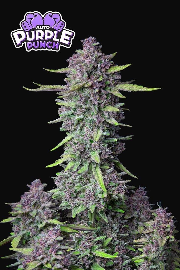 purple punch is shown on a black background