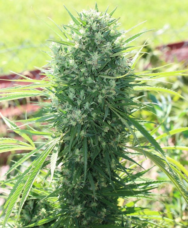 a close up of a plant in a field