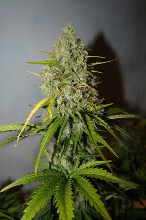 a close up of a marijuana plant in a room