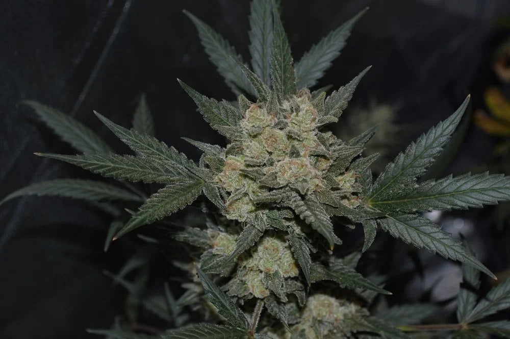 a close up of a marijuana plant with dark background
