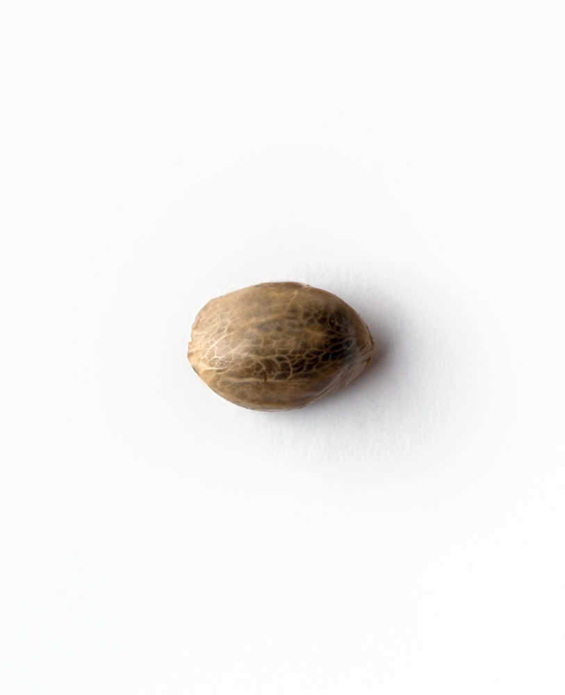 a nut shell on a white background