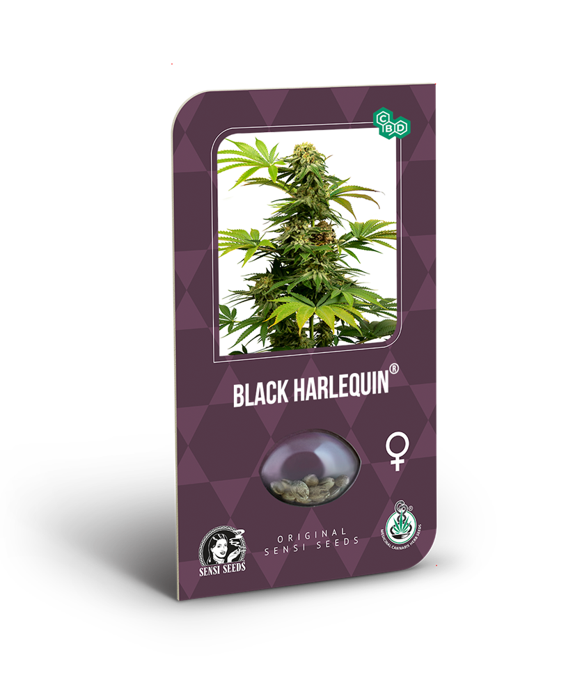 a box of black harlequin cannabis seeds