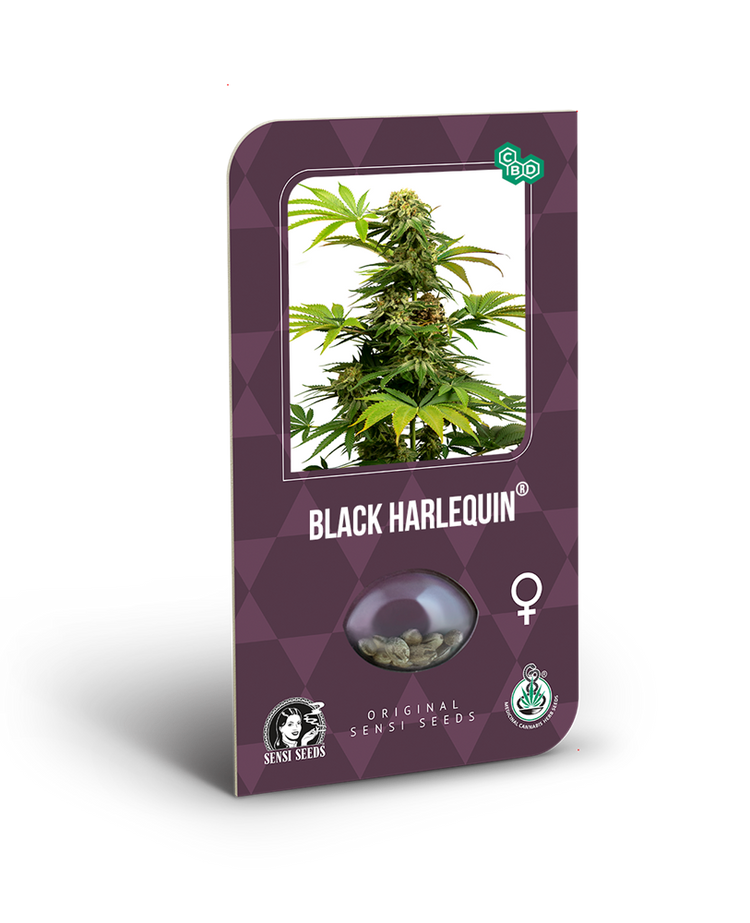 a box of black harlequin cannabis seeds