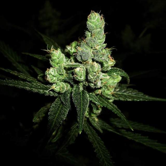 a close up of a marijuana plant in the dark