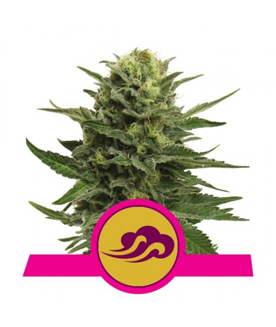 a cannabis plant with a pink ribbon around it