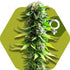a marijuana plant with a green hexagonal background