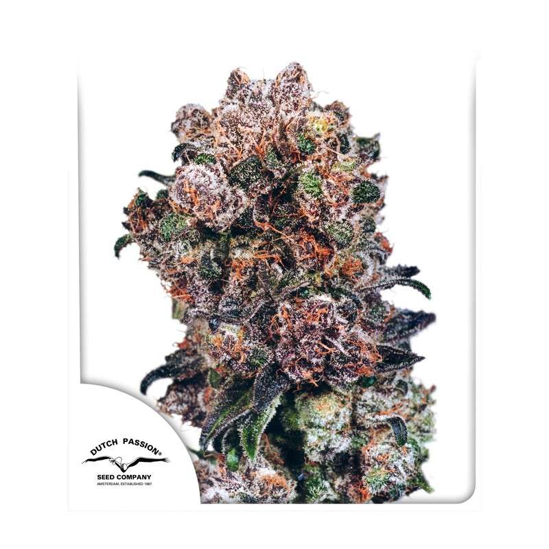 a close up of a marijuana plant on a white background