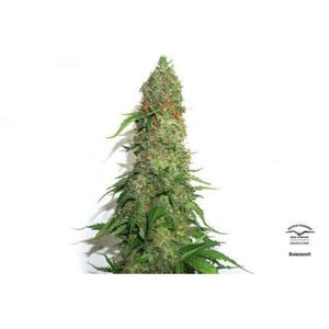 a marijuana plant is shown against a white background