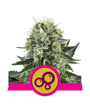 a cannabis plant with a pink ribbon around it