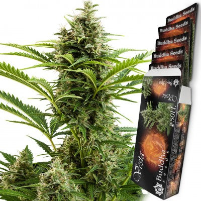 a package of cannabis seeds next to a plant