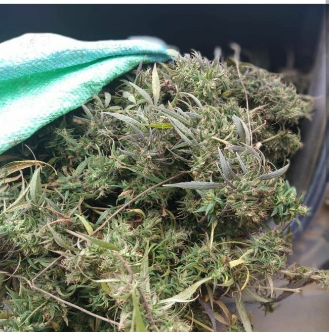 a pile of weed sitting on top of a table
