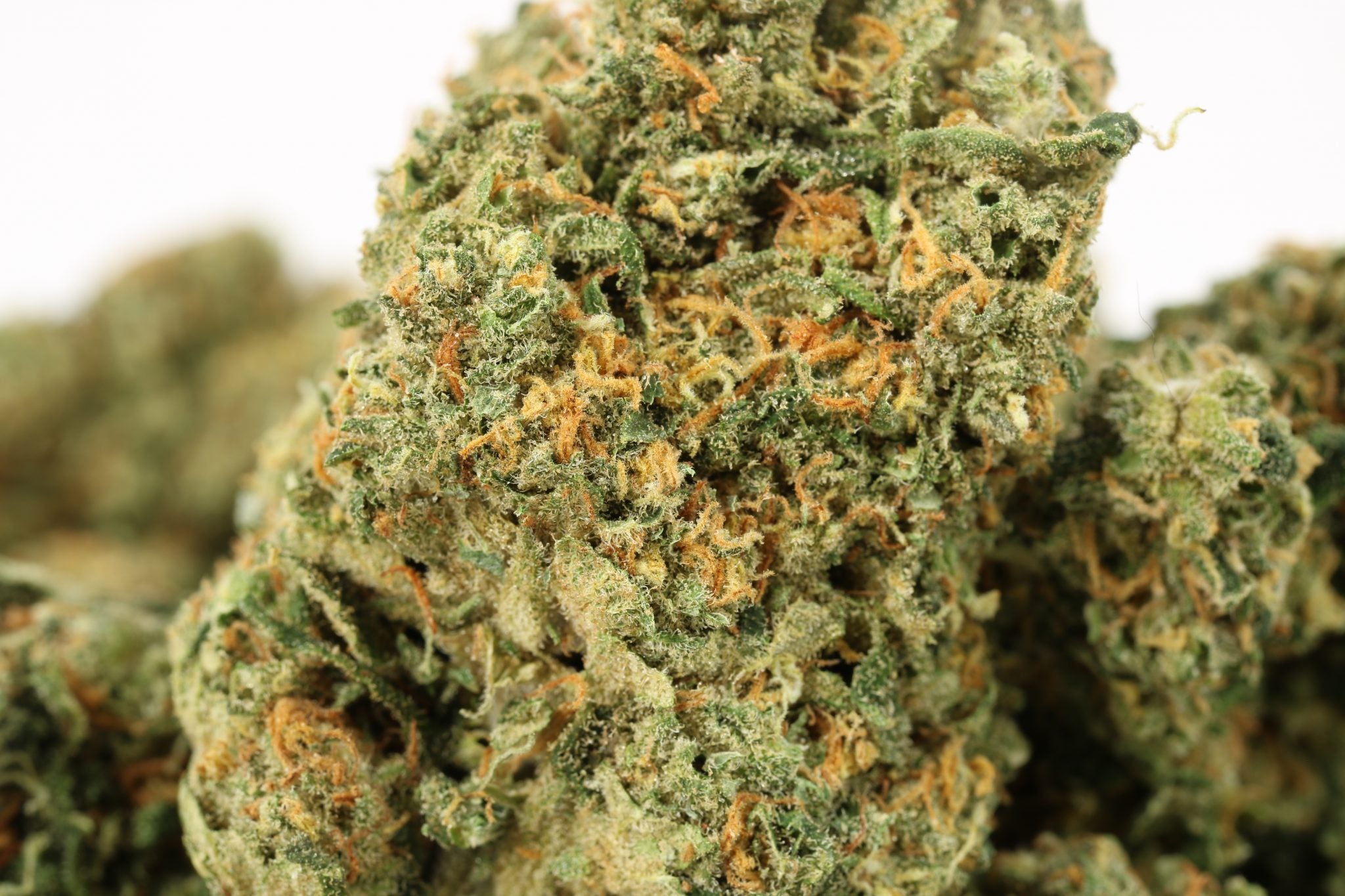 a close up of a marijuana plant on a white background