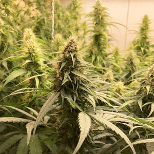 a large group of green plants in a room