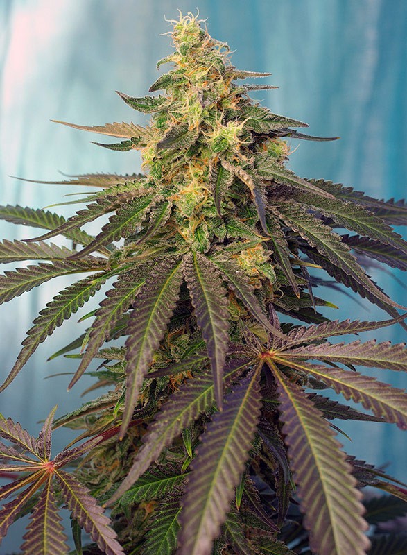 a close up of a plant with green leaves