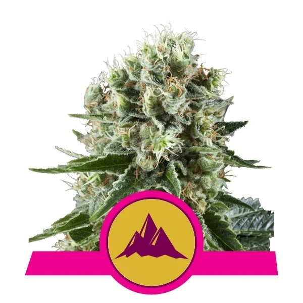 a cannabis plant with a pink ribbon around it