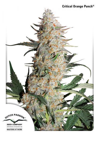 a picture of a white marijuana plant